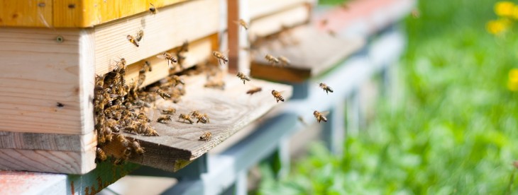 Zendesk alternative SupportBee introduces flexible reporting platform with a dedicated API