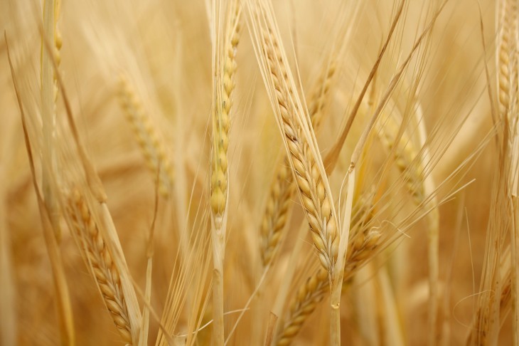 Barley is a simple, gorgeous-looking WYSIWYG Website editor from Viddler’s ex-tech evangelist