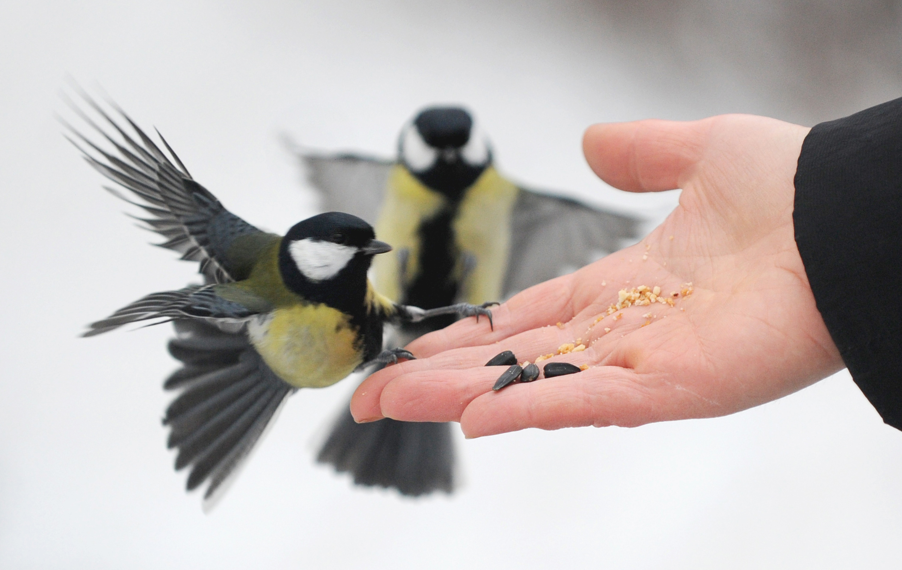 Chirpify gets $2M to further growth in social commerce, adds Lil Wayne and Snoop Dogg as customers