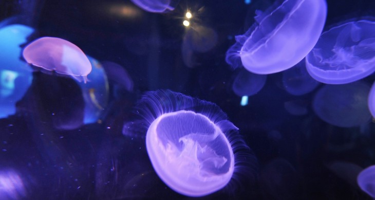 Twitter co-founder Biz Stone’s Jelly is a free, mobile-first product modeled after a jellyfish ...