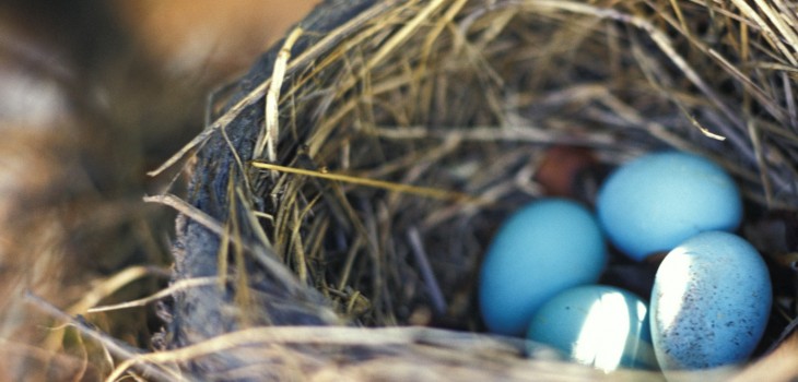 Nestivity’s Twitter-based community engagement service launches to change social customer service ...