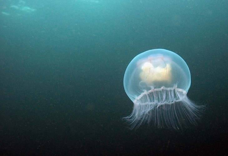 Are you ready for this Jelly? How brands should be using Biz Stone’s new Q&A app