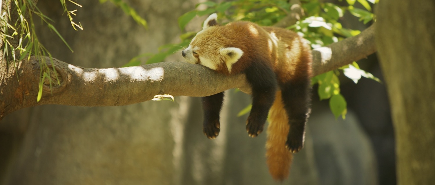 Mozilla Courts App Developers to Firefox OS With Free Phones