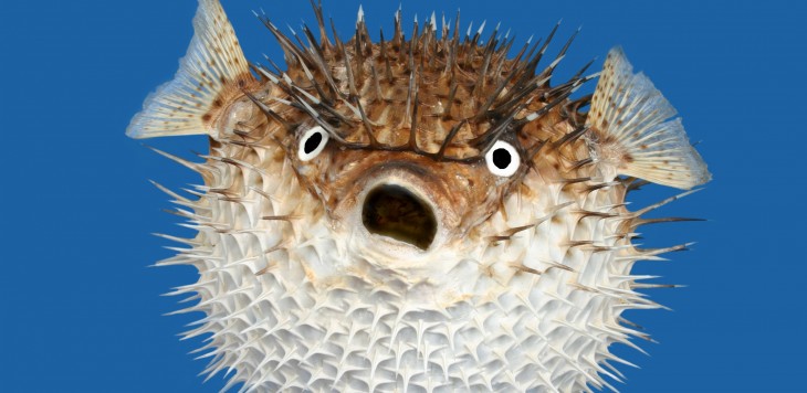 WemoLab releases Superfugu, an iPad kids game to go with its online underwater universe