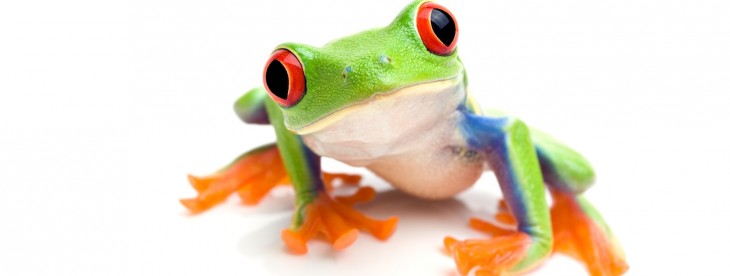 frog image