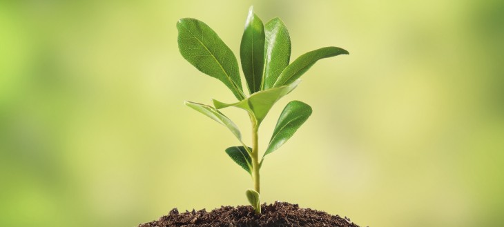 The Bouqs picks up $1.1M in seed funding to grow its online flower delivery service