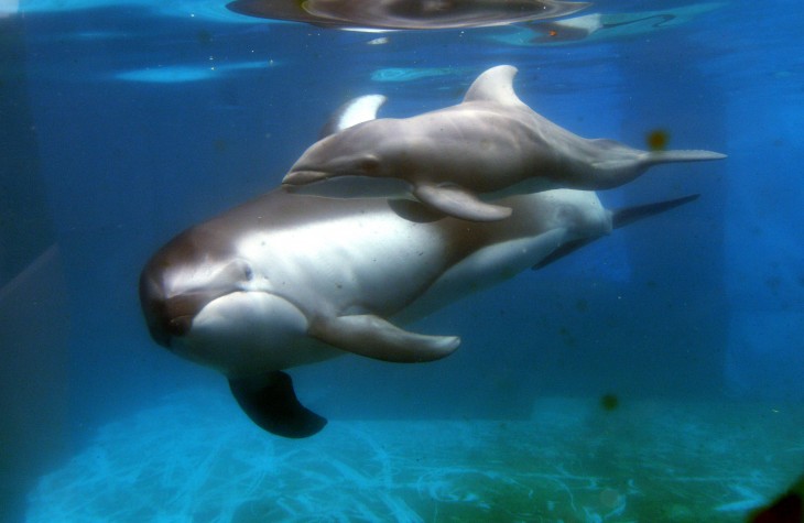 Dolphin hits 80m users, launches revamped Android browser with a Web app store and faster navigation