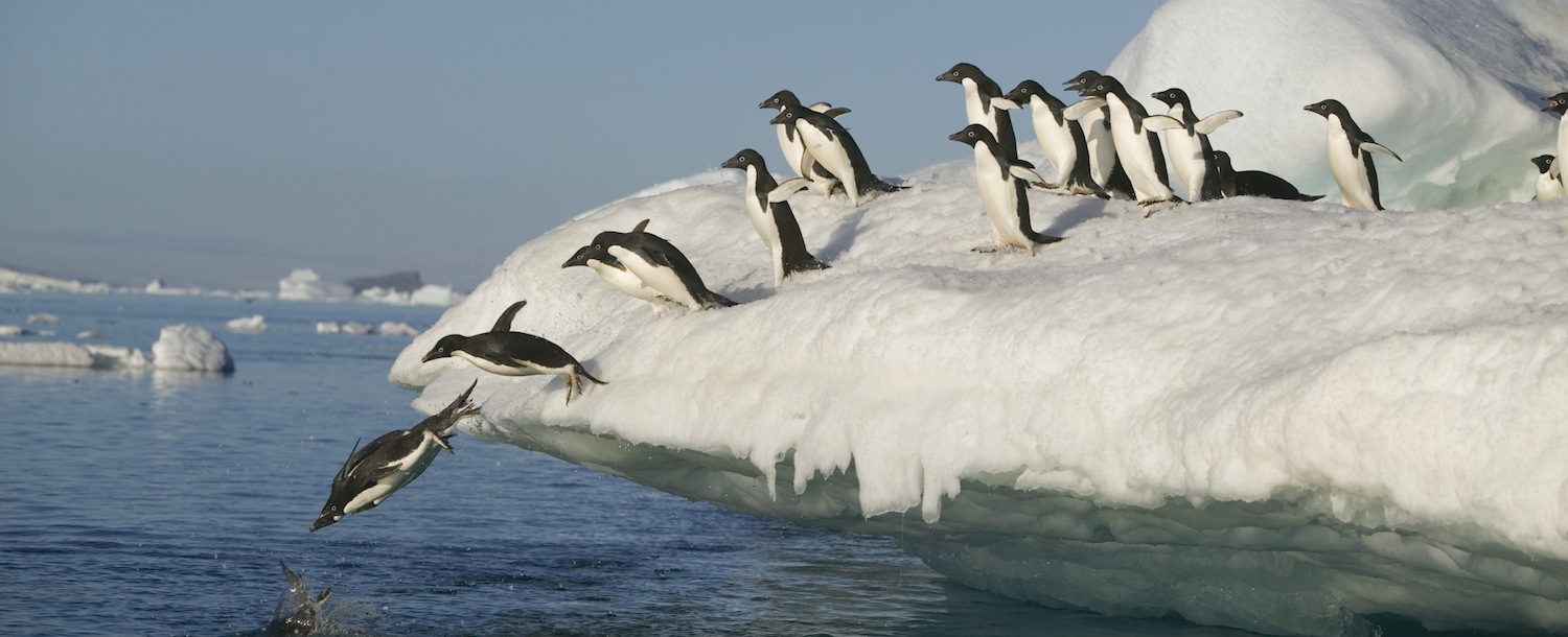 Google’s Penguin is flapping again – but what about the much-feared guest post penalty?