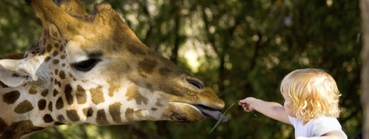 Google Maps Street View adds zoos and animal parks from North America, South America, Europe, and Asia ...
