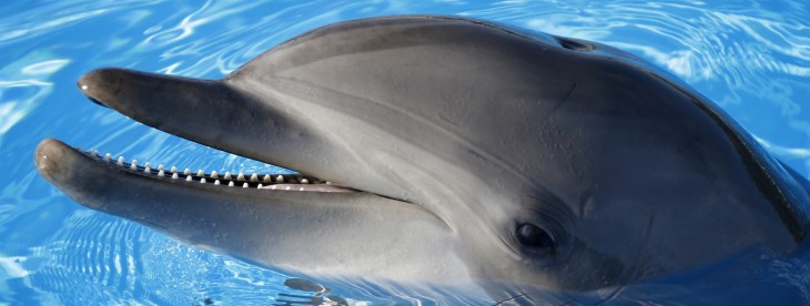 Dolphin wants to be more than a window to the Web – it plans to be a channel for all your content ...