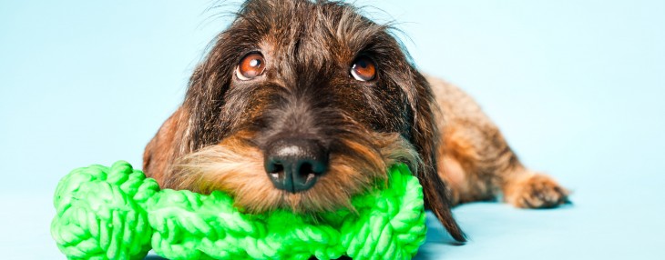 Pet project: How order management startup Lettuce got its start as a fictional dog toy company