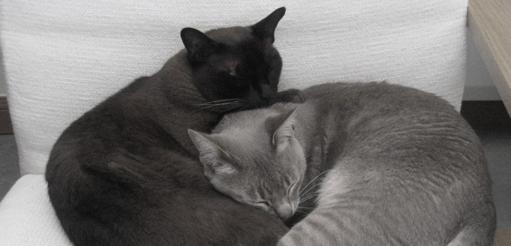 CatAcademy wants to help you learn new languages using pictures of cats