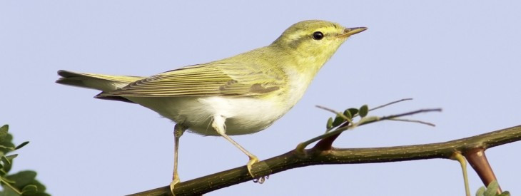 Twitter introduces #Birdsignals, a ‘research community’ to solicit feedback from UK-based ...