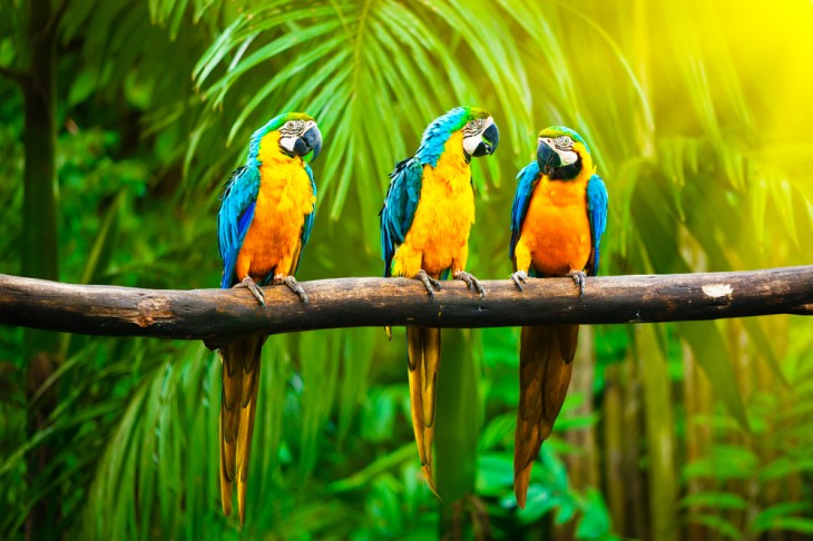 Web design tool for programmers Macaw finishes Kickstarter campaign at $275,000, more than triple its ...