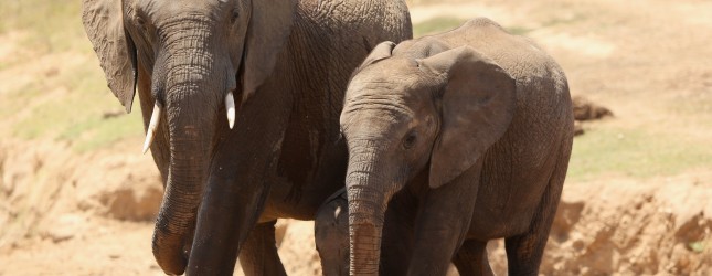 Evernote gives 20 million Movistar subscribers in Spain one year of Evernote Premium for free