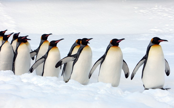 Disney brings its Club Penguin social network to the iPad, iOS and Android apps coming in 2014