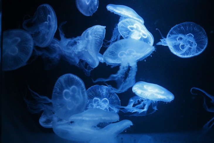 Biz Stone launches Jelly, a service for crowdsourcing answers from your social networks