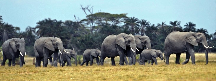 Here’s a different take on the use of drones: helping to save endangered wildlife in Kenya