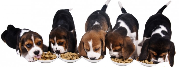 This company shows how the Internet of everything will make a difference to your dogs and cats