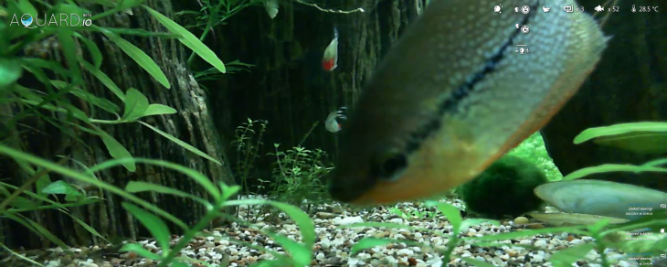 Bored at your desk? Kill a few minutes by feeding some real fish via this Web app