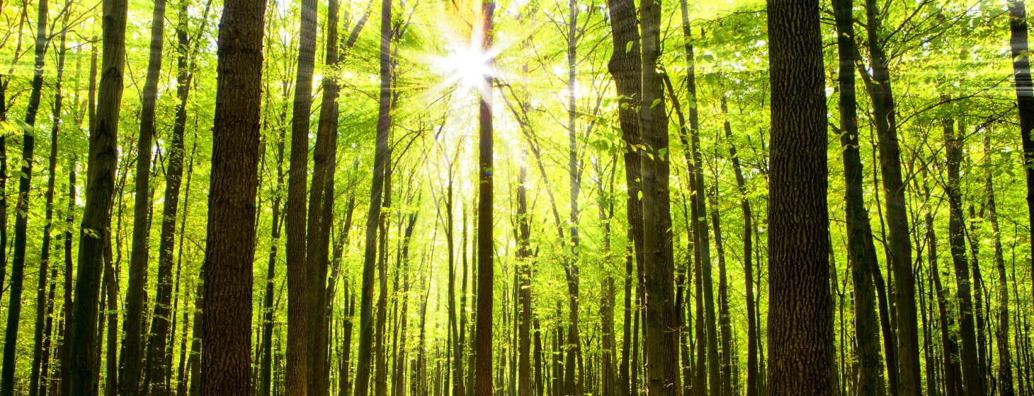 What Startups Can Learn From Nature