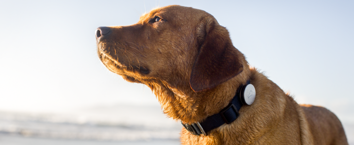 Whistle adds Android support to its wearable activity tracker for dogs