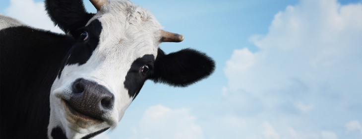 Wearable tech for tracking when cows are ‘in heat’? Sure, why not?