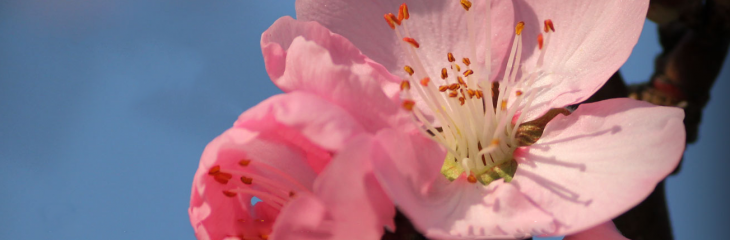 Finally: You can open and process Raw images in your browser
