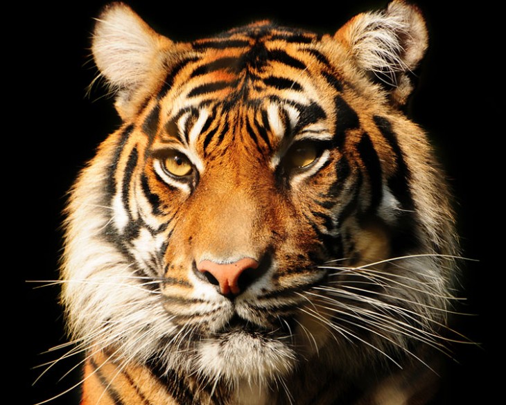 Gorgeous tiger