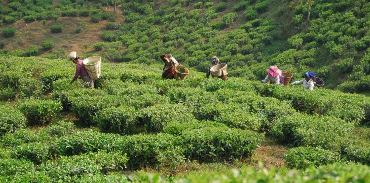 Teabox: A fresh tea subscription service, direct from the plantation