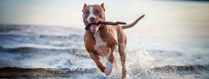 Keep track of your pet with the WhistleGPS wearable device and mobile app, shipping next summer