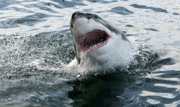 Grooveshark partners with startup community F6S to offer deals to their members