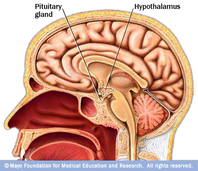 m7_glands