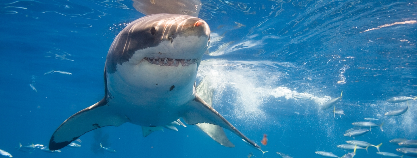 What’s the point of appearing on ‘Shark Tank’? A year after the fame Featured Image