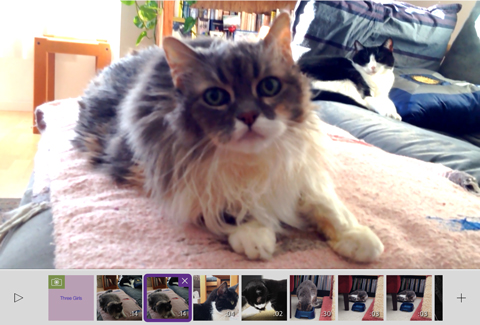 Celebrate National Cat Day with a video on Adobe’s Purrrmiere Clip Catmunity Feed