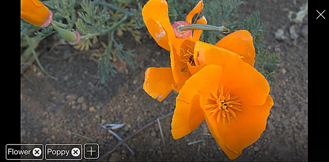 PhotoTime for iPhone employs image recognition to automatically tag and group your photos