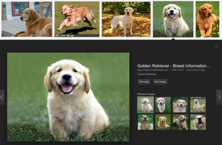 golden-retrievers-google-search-800x523