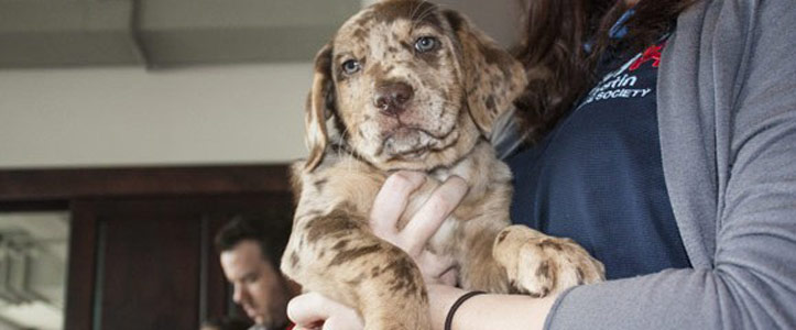 The ASPCA is now using sophisticated tech analysis to help save the lives of homeless dogs and cats