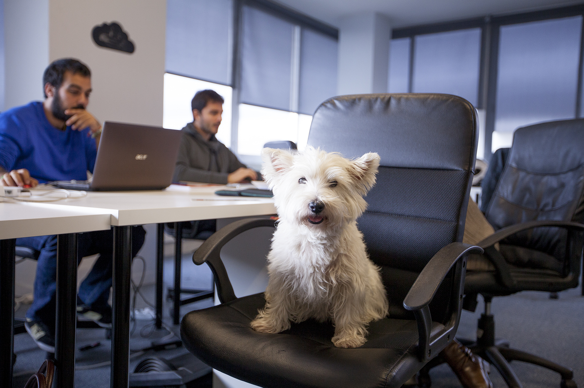 10 adorable startup pets that make the office feel like home