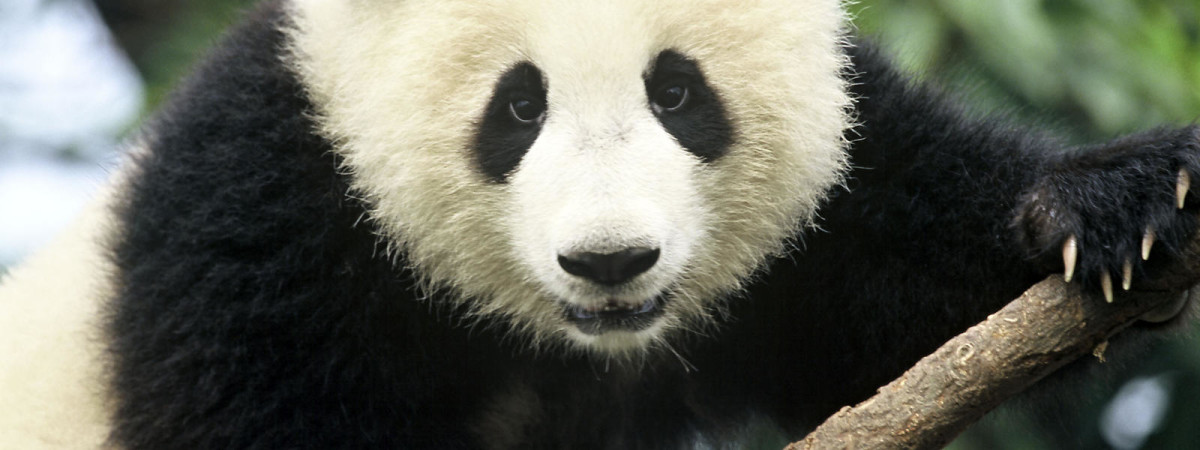 Giant_Panda_Hero_image_(c)_Michel_Gunther_WWF_Canon