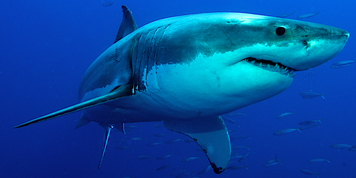 Can’t wait for Shark Week? Get your fix by following the shark that’s taking over Twitter ...