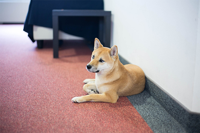 12 more adorable startup pets at the awwfice