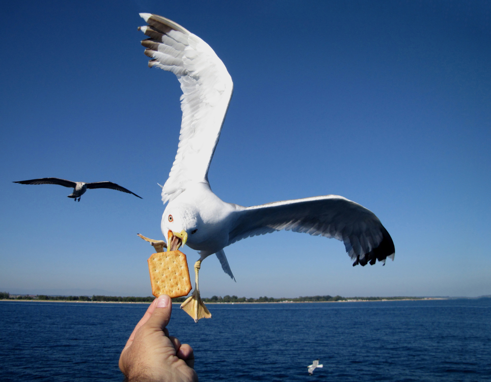 UK councillor wants armed drones to kill seagulls