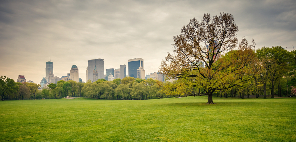 NYC politician wants to give trees email addresses because yeah, why not