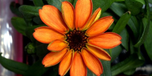 Behold the first flower grown in space