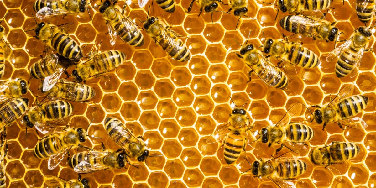 Unanimous A.I. treats humans like bees to make better decisions
