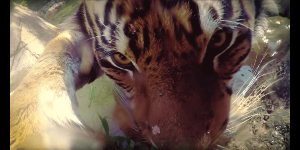 Google Photos’ Zootopia promo is resulting in some awesome animal selfies