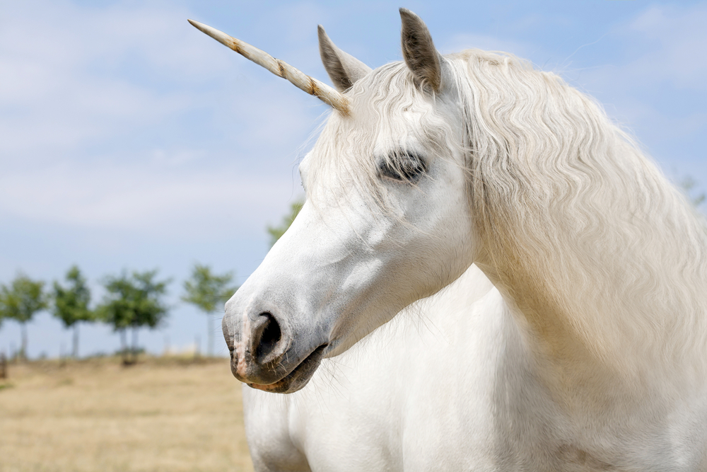 Image result for unicorns