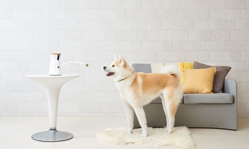 Furbo lets you catapult treats at your dog when you’re not around