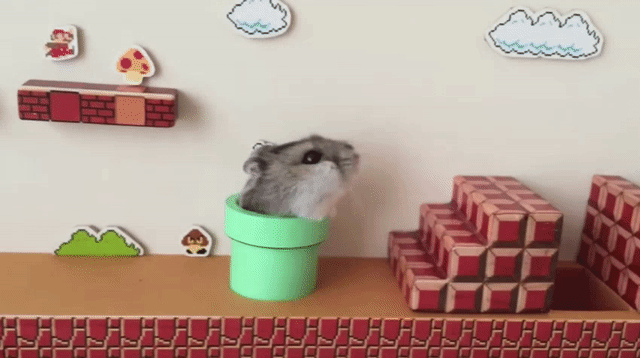Real-life hamster Super Mario is my new favorite thing